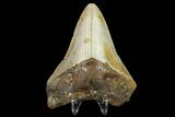 Fossil Megalodon Tooth - North Carolina #131574-1